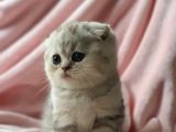 Secereli Anne Babadan Sevimli  Scottish Fold Yavrumuz