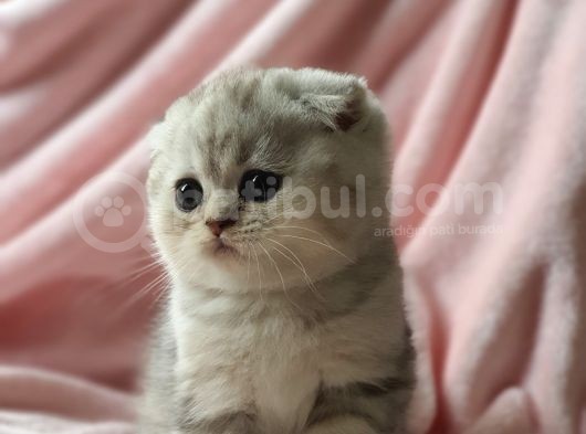Secereli Anne Babadan Sevimli  Scottish Fold Yavrumuz görsel