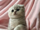 Secereli Anne Babadan Sevimli  Scottish Fold Yavrumuz