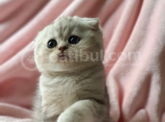 Secereli Anne Babadan Sevimli  Scottish Fold Yavrumuz