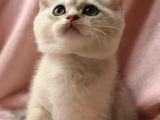 Secereli Anne Babadan Sevimli British Shorthair Yavrumuz Yeni Ailesi Ile Tanışmaya Hazır