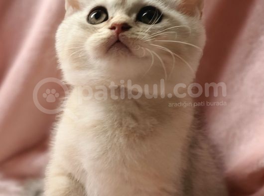 Secereli Anne Babadan Sevimli British Shorthair Yavrumuz Yeni Ailesi Ile Tanışmaya Hazır görsel