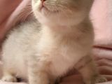Secereli Anne Babadan Sevimli British Shorthair Yavrumuz Yeni Ailesi Ile Tanışmaya Hazır