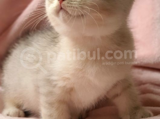 Secereli Anne Babadan Sevimli British Shorthair Yavrumuz Yeni Ailesi Ile Tanışmaya Hazır