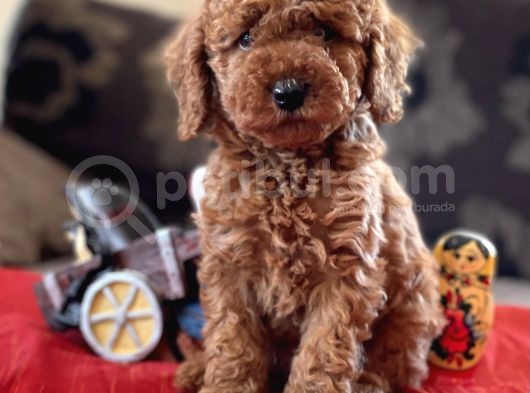Bebek Suratli Toy Poodle