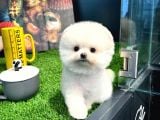 Irk Ve Sağlık Garantili Pomeranian Boo Yavrularımız