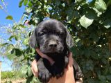 Labrador