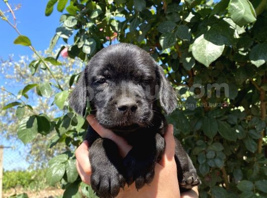 Labrador görsel