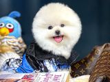 AA Kalite Safkan  Pomeranian Oğlumuz