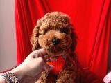 Safkan Toy Poodle Yavrularımız