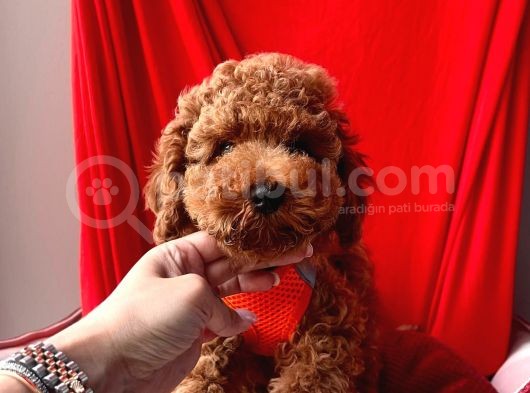 Safkan Toy Poodle Yavrularımız görsel