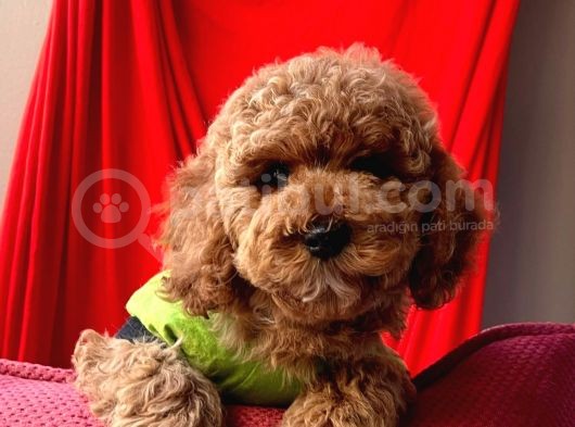 Safkan Toy Poodle Yavrularımız görsel