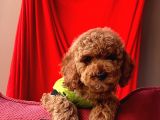 Safkan Toy Poodle Yavrularımız