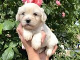 Maltese Terrier