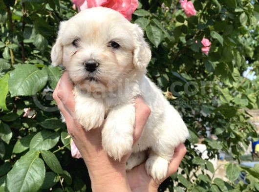 Maltese Terrier görsel