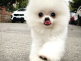 AA Kalite Safkan  Pomeranian Oğlumuz
