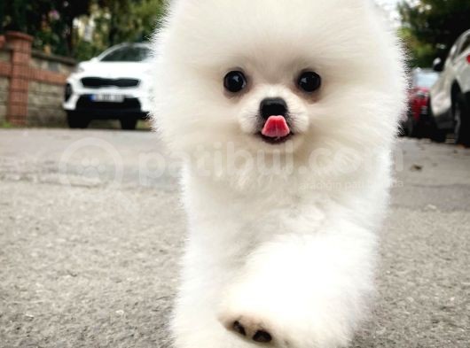 Aa Kalite Safkan  Pomeranian Oğlumuz
