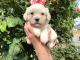 Maltese Terrier