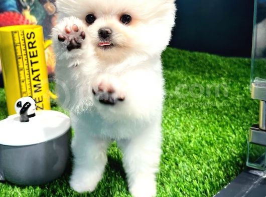 Irk Ve Sağlık Garantili Pomeranian Boo Yavrularımız