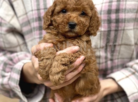 Bebek Surat Toy Poodle Yavrular