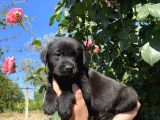 Labrador