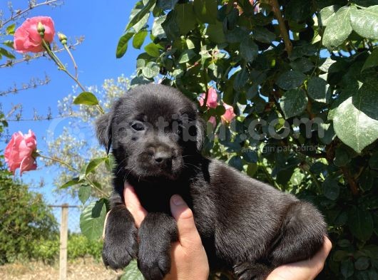 Labrador görsel