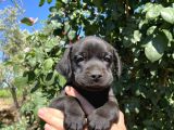 Labrador