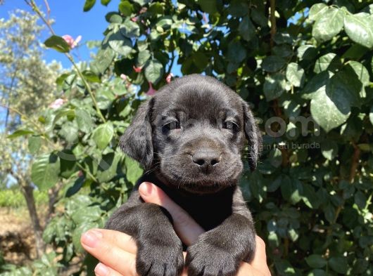 Labrador görsel