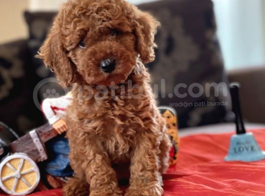 Bebek Suratli Toy Poodle görsel