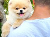 Aa Kalite Safkan  Pomeranian Oğlumuz