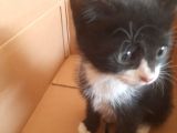 Afacan Dostlarımız Yuva Arıyor