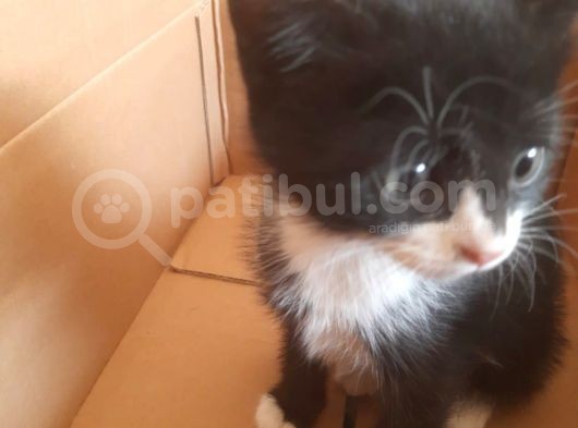 Afacan Dostlarımız Yuva Arıyor
