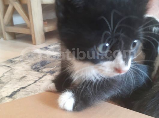 Afacan Dostlarımız Yuva Arıyor görsel
