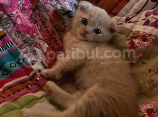 2 Aylık Scotish Fold Kırık Kulak görsel