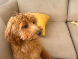 5 Aylık Erkek Yavru Toy Poodle
