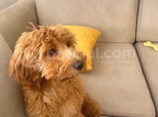 5 Aylık Erkek Yavru Toy Poodle görsel