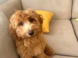 5 Aylık Erkek Yavru Toy Poodle
