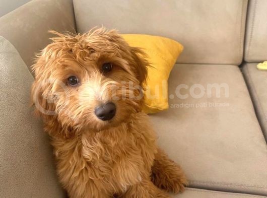 5 Aylık Erkek Yavru Toy Poodle