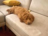 5 Aylık Erkek Yavru Toy Poodle