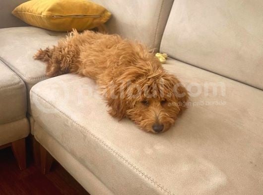 5 Aylık Erkek Yavru Toy Poodle görsel