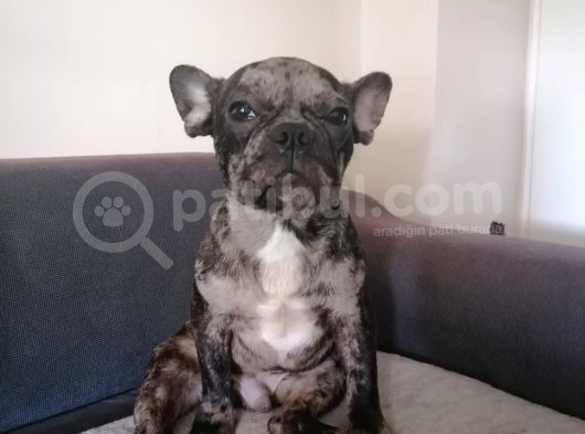 Black Merle French Buldog Yavrularımız görsel