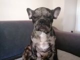 Black Merle French Buldog Yavrularımız