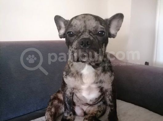 Black Merle French Buldog Yavrularımız görsel