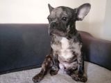 Black Merle French Buldog Yavrularımız