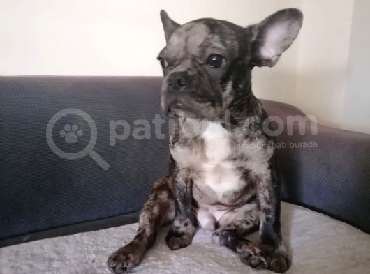 Black Merle French Buldog Yavrularımız görsel