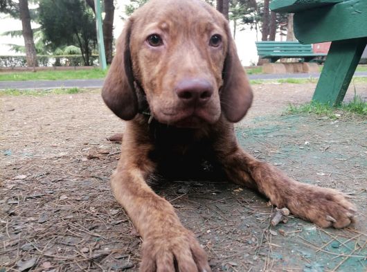 Yakısıklı Labrador Yavrularımız