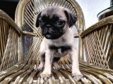 Safkan Mops Pug Bebekler