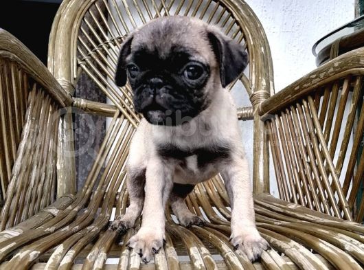 Safkan Mops Pug Bebekler
