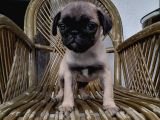 Safkan Mops Pug Bebekler