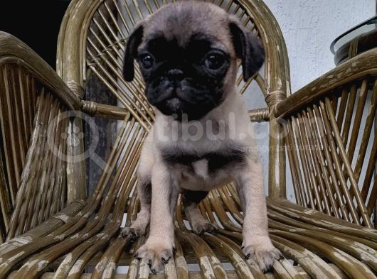 Safkan Mops Pug Bebekler görsel